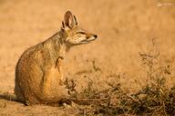 adult bengal_fox black_nose color day desert eyes_open facing_side image mouth_closed outdoors photo scratching single sitting summer_coat tan_fur teeth vulpes wild // 1983x1322 // 1.3MB