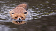 adult black_nose cloudy day eyes_open facing_towards image mouth_closed orange_eyes partial_body red_fox red_fur single swimming vulpes water white_fur wild winter_coat // 1366x768 // 228KB