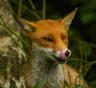 adult black_nose cloudy day eyes_open forest grass image licking mlem mouth_open muzzle_mark orange_eyes partial_body photo portrait red_fox red_fur single sitting staring summer_coat tongue vulpes white_fur wild // 1144x1050 // 1.0MB