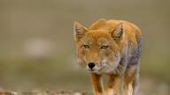 adult black_nose color day eyes_open facing_towards grass gray_fur image mouth_closed orange_eyes outdoors partial_body photo red_fur single staring tibetan_fox vulpes walking wild // 1920x1080 // 187KB