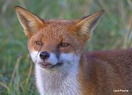 adult black_nose day eyes_open facing_towards grass image large_muzzle_mark mouth_closed orange_eyes outdoors partial_body portrait red_fox red_fur single standing summer_coat vulpes white_fur wild // 2560x1853 // 908KB