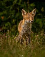 adult black_nose cloudy day eyes_open facing_towards grass image large_muzzle_mark mouth_closed orange_eyes photo red_fox red_fur single standing still vulpes wet_fur wild // 864x1080 // 326KB