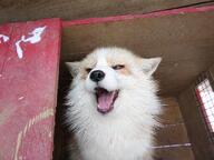 adult black_nose captivity day eyes_open facing_towards image mouth_open orange_eyes outdoors panting partial_body portrait red_fox red_fur single vulpes white_fur winter_coat zoo // 2048x1536 // 612KB