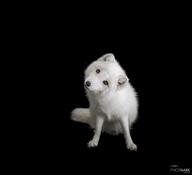 adult arctic_fox black_nose eyes_open facing_towards full_body head_tilted image indoors mouth_closed orange_eyes single vulpes white_fur white_tail_tip wild // 4928x4480 // 473KB