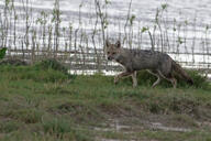 adult black_nose black_tail_tip color day eyes_open facing_towards full_body grass gray_fur image lycalopex mouth_closed orange_eyes pampas_fox photo red_fur single standing staring summer_coat sunny wild // 3157x2105 // 4.2MB