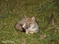 adult black_nose black_tail_tip eyes_open facing_towards full_body grass gray_fur laser_eyes lycalopex mouth_closed night on_side on_stomach orange_eyes pampas_fox red_fur single staring summer_coat wild // 3456x2592 // 2.7MB