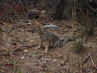 adult black_nose black_tail_tip color day eyes_open facing_side forest full_body gray_fur image lycalopex mouth_closed orange_eyes outdoors photo sechuran_fox single standing sunny white_fur wild // 2048x1536 // 1021KB