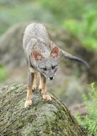 adult black_nose black_tail_tip color day eyes_open facing_towards full_body gray_fur image lycalopex mouth_closed orange_eyes outdoors photo sechuran_fox single standing white_fur wild // 2569x3596 // 2.0MB