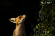 adult black_nose eyes_open facing_side facing_up forest image mouth_closed muzzle_mark night orange_eyes partial_body red_fox red_fur single summer_coat teeth vulpes white_fur wild // 4171x2763 // 3.6MB