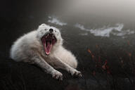 adult arctic_fox black_nose day eyes_closed facing_towards full_body image mouth_open on_stomach orange_eyes outdoors single teeth tongue vulpes white_fur white_tail_tip wild yawning // 2000x1333 // 1.8MB