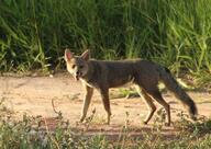 adult black_nose black_tail_tip color day eyes_open facing_towards full_body grass gray_fur hoary_fox image lycalopex mouth_closed orange_eyes outdoors photo single standing tan_fur wild // 2048x1451 // 1.2MB