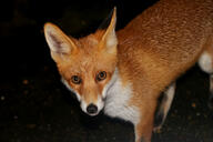 adult black_nose eyes_open facing_towards image mouth_closed night no_muzzle_mark orange_eyes partial_body red_fox red_fur single standing staring summer_coat urban vulpes walking white_fur wild // 1268x845 // 997KB