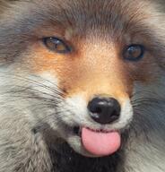 adult black_nose blep captivity close_up day eyes_open facing_towards image mouth_closed no_muzzle_mark orange_eyes partial_body portrait red_fox red_fur single tongue vulpes white_fur zoo // 704x733 // 128KB