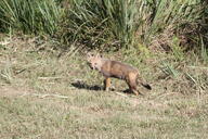 adult black_nose black_tail_tip day eyes_open facing_towards far_away full_body grass gray_fur lycalopex mouth_closed orange_eyes pampas_fox red_fur single standing staring summer_coat sunny wild // 5184x3456 // 9.4MB