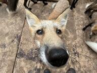 adult black_nose captivity close_up day eyes_open full_body image mouth_closed orange_eyes red_fox red_fur single sniffing standing vulpes white_fur white_tail_tip zoo // 2048x1536 // 932KB