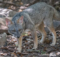 adult black_nose black_tail_tip color day eyes_open facing_towards full_body gray_fur image lycalopex mouth_closed orange_eyes outdoors photo sechuran_fox single standing sunny white_fur wild // 1600x1536 // 899KB