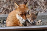 adult blue_eyes day eyes_open image multiple photo red_fox vulpes young // 1600x1068 // 379KB