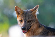 adult black_fur black_nose cerdocyon color crab-eating_fox day eyes_open forest image mouth_open orange_eyes partial_body photo portrait single tan_fur wild // 2000x1333 // 883KB