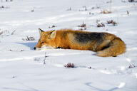 adult black_nose day eyes_closed facing_side full_body image mouth_closed muzzle_mark on_stomach orange_eyes red_fox red_fur shedding single sleeping snow sunny vulpes white_fur white_tail_tip wild winter_coat // 3777x2518 // 1.5MB