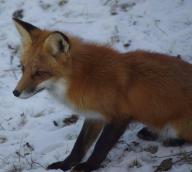 adult black_nose cloudy color day eyes_open facing_side full_body image mouth_closed muzzle_mark orange_eyes photo red_fox red_fur single sitting snow still vulpes white_fur white_tail_tip wild winter_coat // 960x864 // 82KB