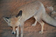 adult black_nose color day desert eyes_open facing_towards full_body image mouth_closed orange_eyes photo ruppell's_fox single standing staring summer_coat sunny tan_fur vulpes white_tail_tip wild // 4928x3264 // 3.9MB