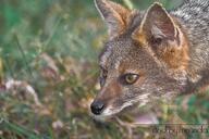 adult black_nose color day eyes_open facing_towards grass gray_fur hoary_fox image lycalopex mouth_closed orange_eyes outdoors partial_body photo single tan_fur wild // 850x567 // 394KB