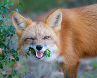 adult black_nose color day eating eyes_open facing_towards funny image mouth_open orange_eyes outdoors partial_body photo red_fox red_fur single vulpes white_fur white_tail_tip wild // 4341x3473 // 8.0MB