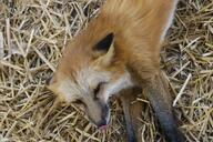 adult black_nose captivity day ears_back eyes_open facing_down facing_towards image large_muzzle_mark licking mlem mouth_closed on_stomach orange_eyes partial_body red_fox red_fur single tongue vulpes white_fur winter_coat zoo // 4128x2752 // 2.7MB