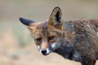 adult black_nose day eyes_open facing_towards head_tilted image large_muzzle_mark mouth_closed orange_eyes outdoors partial_body red_fox red_fur single summer_coat vulpes white_fur white_tail_tip wild // 6144x4096 // 3.3MB