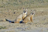 adult bengal_fox black_nose black_tail_tip color day desert eyes_open facing_towards image mouth_closed multiple outdoors photo sitting summer_coat tan_fur vulpes wild // 1008x675 // 196KB