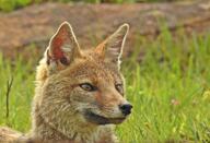 adult black_nose black_tail_tip color day eyes_open facing_side facing_towards grass gray_fur image lycalopex mouth_closed on_stomach orange_eyes pampas_fox partial_body photo portrait red_fur single staring summer_coat sunny wild // 3051x2086 // 3.7MB