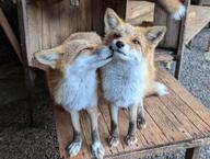 adult black_nose captivity cute day eyes_open full_body image Maeshiro mouth_closed multiple orange_eyes red_fox red_fur standing vulpes white_fur white_tail_tip zoo // 3521x2651 // 1.2MB