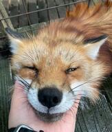 adult black_nose close_up day eyes_closed facing_towards image indoors mouth_closed muzzle_mark partial_body pet petting portrait red_fox red_fur single standing vulpes white_fur winter_coat zoo // 1080x1274 // 238KB