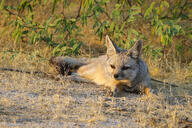 adult bengal_fox black_nose black_tail_tip color day desert eyes_open facing_towards image mouth_closed on_stomach outdoors photo single summer_coat tan_fur vulpes wild // 1376x918 // 768KB