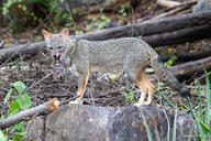 adult black_nose black_tail_tip color day eyes_open facing_towards forest full_body gray_fur image licking lycalopex mlem mouth_open orange_eyes outdoors photo sechuran_fox single standing sunny tongue white_fur wild // 1600x1067 // 563KB