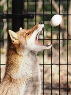 adult black_nose captivity catching_something day eating egg eyes_open facing_side image mouth_open no_muzzle_mark orange_eyes partial_body red_fox red_fur single summer_coat sunny vulpes white_fur zoo // 850x1133 // 169KB