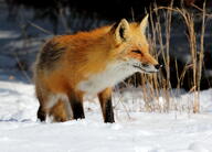 adult black_nose day eyes_open facing_side full_body image mouth_closed muzzle_mark orange_eyes red_fox red_fur single snow standing staring sunny teeth vulpes white_fur white_tail_tip wild winter_coat // 5028x3602 // 13MB