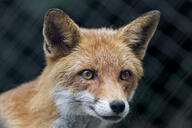 adult black_nose close_up color day eyes_open facing_towards image mouth_closed orange_eyes outdoors partial_body photo portrait red_fox red_fur single staring vulpes white_fur white_tail_tip wild // 5318x3545 // 9.9MB