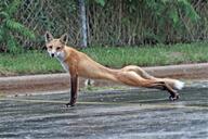 adult black_nose color day eyes_open facing_towards full_body image mouth_closed orange_eyes outdoors photo red_fox red_fur single stretching summer_coat urban vulpes white_fur white_tail_tip wild // 3071x2047 // 1.3MB