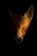 adult black_nose eyes_open facing_towards image mouth_closed muzzle_mark night orange_eyes partial_body portrait red_fox red_fur single vulpes white_fur white_tail_tip wild // 2177x3265 // 1.2MB