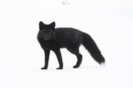 adult black_fur black_nose day eyes_open facing_towards full_body image melanistic mouth_closed orange_eyes red_fox single snow standing vulpes white_tail_tip winter_coat // 4095x2730 // 484KB