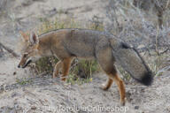 adult black_nose black_tail_tip day desert eyes_open facing_side full_body gray_fur lycalopex mouth_closed orange_eyes pampas_fox red_fur single standing summer_coat sunny walking wild // 600x400 // 266KB