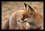 adult black_nose day eyes_open facing_side grass image large_muzzle_mark mouth_closed orange_eyes outdoors partial_body red_fox red_fur single standing summer_coat sunny vulpes white_fur wild // 1022x705 // 574KB