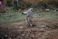 adult black_nose black_tail_tip cloudy day eyes_open facing_down facing_towards full_body grass gray_fur lycalopex mouth_closed orange_eyes pampas_fox red_fur single sniffing standing summer_coat wild // 2896x1944 // 1.8MB