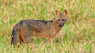 adult black_nose color day eyes_open facing_towards full_body grass gray_fur hoary_fox image lycalopex mouth_closed orange_eyes outdoors photo single standing tan_fur wild // 3072x1728 // 2.2MB