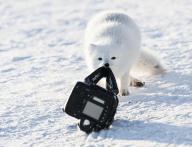 adult arctic_fox day eyes_open image photo single snow vulpes // 700x539 // 60KB