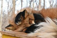 adult black_nose captivity day eyes_closed facing_towards image large_muzzle_mark mouth_closed on_side orange_eyes outdoors partial_body red_fox red_fur single sleeping sunny vulpes white_fur white_tail_tip winter_coat zoo // 1620x1080 // 284KB