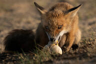 adult black_nose color day eating egg eyes_open facing_towards full_body grass image mouth_open no_muzzle_mark orange_eyes outdoors photo red_fox red_fur single sitting vulpes white_fur wild // 5120x3413 // 1.9MB