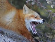 adult black_nose cloudy day eyes_closed facing_side forest image mouth_open no_muzzle_mark orange_eyes partial_body red_fox red_fur single standing stretching teeth tongue vulpes white_fur wild winter_coat yawning // 4762x3648 // 4.8MB