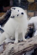 adult arctic_fox black_nose blue_eyes captivity day eyes_open facing_towards full_body head_tilted heterochromia image mouth_closed orange_eyes single sitting snow vulpes white_fur white_tail_tip winter_coat zoo // 500x735 // 39KB